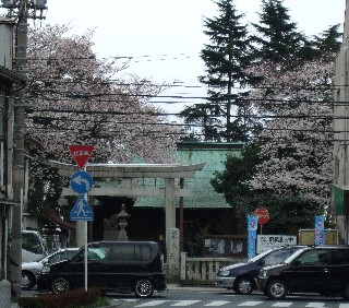 厚木神社の桜