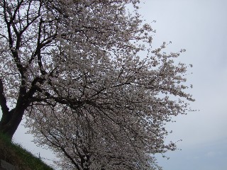 相模川 三川合流点厚木側堤防の桜