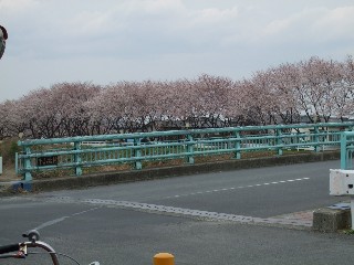 小鮎川 下小鮎橋付近の桜