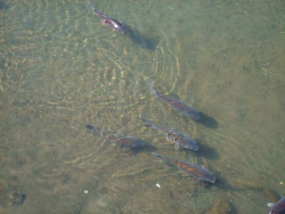 恩曽川の鯉
