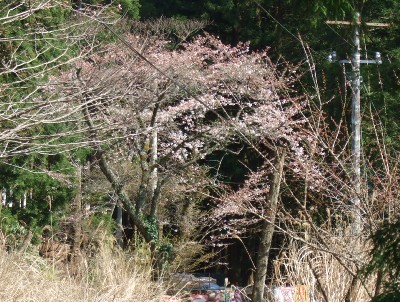 山の神トンネル手前の桜
