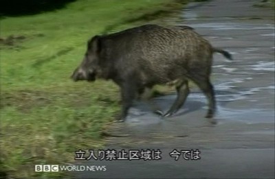 プリピャチの豚1