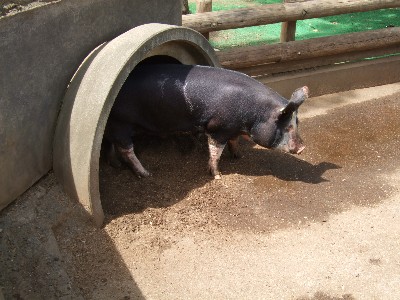 トントン広場の豚1