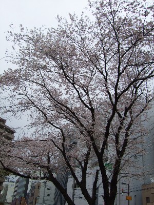 厚木市はとぽっぽ公園の桜