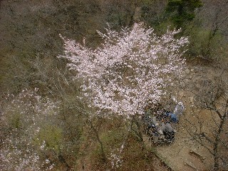 仏果山展望台から見下ろした山頂の桜
